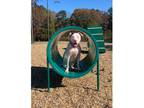 Adopt Knox a White - with Brown or Chocolate American Pit Bull Terrier / Mixed