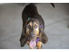 Adopt Ellie Mae a Brown/Chocolate Bloodhound / Mixed dog in Colorado Springs