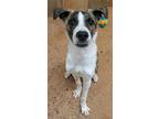 Adopt Linc a White Catahoula Leopard Dog / Mixed dog in Fort Worth