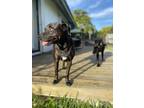 Adopt Dash a Black Labrador Retriever / Mixed dog in Homestead, FL (39105260)