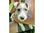 Adopt Chessie a Gray/Blue/Silver/Salt & Pepper Jack Russell Terrier / Mixed dog