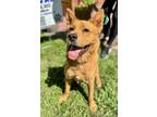 Adopt Hopper a Red/Golden/Orange/Chestnut Chow Chow / Mixed dog in Voorhees