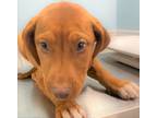 Adopt ANNABETH a Red/Golden/Orange/Chestnut Retriever (Unknown Type) / Mixed dog