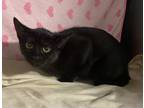 Adopt Lathe a All Black Domestic Shorthair / Domestic Shorthair / Mixed cat in