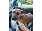 Adopt Ellie a Brown/Chocolate Mixed Breed (Large) / Mixed dog in DeKalb