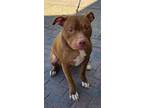 Adopt WALLE a Brown/Chocolate American Staffordshire Terrier / Mixed dog in Las
