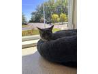 Adopt Zorro a Gray or Blue Domestic Shorthair / Domestic Shorthair / Mixed cat