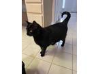 Adopt Luna a All Black Domestic Mediumhair / Mixed (short coat) cat in