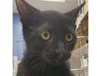 Adopt Tyrone a Domestic Shorthair / Mixed cat in Des Moines, IA (39104795)