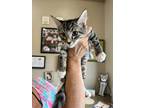 Adopt TAHOE a Tan or Fawn Tabby Domestic Shorthair (short coat) cat in Las