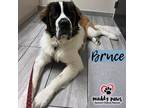 Adopt Bruce (Courtesy Post) a St. Bernard / Mixed dog in Council Bluffs