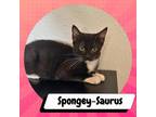 Adopt Spongey-Saurus a All Black American Shorthair / Mixed cat in Suisun