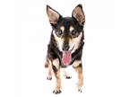 Adopt Brooks 11041 a Black Shiba Inu / Mixed dog in San Francisco, CA (39102636)