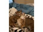 Adopt Bonnie n Cycle a Orange or Red Tabby Persian / Mixed (long coat) cat in