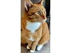 Adopt Bobbie a Orange or Red Tabby Domestic Shorthair cat in Breinigsville