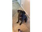 Adopt Brutus a Brindle Mastiff / Mixed dog in Greeley, CO (39103986)