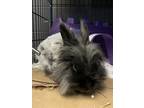 Adopt Ginny a Grey/Silver Lionhead / Mixed rabbit in Chicago, IL (39094850)