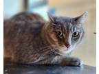 Adopt Ben a Gray or Blue Domestic Shorthair / Domestic Shorthair / Mixed cat in