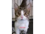 Adopt Charlene a Tiger Striped Domestic Shorthair (short coat) cat in Colfax