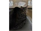 Adopt Tiggie a Tan or Fawn Domestic Shorthair / Domestic Shorthair / Mixed cat