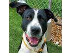 Adopt Fred a Black Coonhound / American Pit Bull Terrier / Mixed dog in