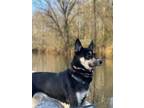 Adopt King a Black - with White Husky / German Shepherd Dog / Mixed dog in