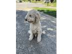 Adopt Sampson a White Goldendoodle / Mixed dog in New Albany, IN (39104615)