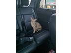 Adopt Chester a Brown Tabby Oriental / Mixed (short coat) cat in Enfield