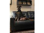 Adopt Obi a Black - with Tan, Yellow or Fawn Doberman Pinscher / Mixed dog in