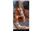 Adopt George a Red/Golden/Orange/Chestnut Mastiff / Mixed dog in Anza