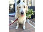Adopt Betty a Tan/Yellow/Fawn Golden Retriever / Mixed dog in Malvern