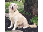 Adopt Wilma a Tan/Yellow/Fawn Golden Retriever / Mixed dog in Malvern