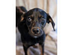 Adopt Mave a Black Feist / Mixed dog in Dothan, AL (39086263)