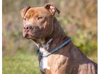Adopt Calvin a Red/Golden/Orange/Chestnut American Pit Bull Terrier / Mixed dog