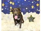 Adopt Merc K7 9-7-23 a Black Catahoula Leopard Dog / Mixed dog in San Angelo