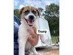 Adopt Truvy a White - with Tan, Yellow or Fawn Collie / Retriever (Unknown Type)