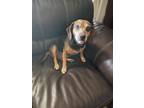 Adopt Abi a Brown/Chocolate - with Black Beagle / Mixed dog in Ooltewah