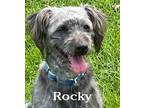 Adopt Rocky a Gray/Blue/Silver/Salt & Pepper Terrier (Unknown Type