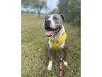 Adopt Boss a Brindle American Pit Bull Terrier / Mixed dog in Knoxville