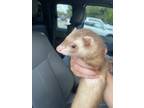 Adopt StrayE Norvell Bryant Hwy a Brown or Chocolate Ferret / Ferret / Mixed