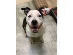 Adopt Shayla a Black American Pit Bull Terrier / Mixed dog in Pomona