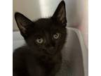 Adopt Zenni a All Black Domestic Mediumhair / Domestic Shorthair / Mixed cat in