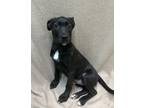 Adopt Pizza Roll a Black Terrier (Unknown Type, Small) / Labrador Retriever /