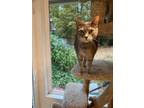 Adopt Rufus a Gray, Blue or Silver Tabby Tabby / Mixed (medium coat) cat in