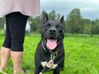 Adopt Trixie a Black Staffordshire Bull Terrier / Mixed dog in Barre