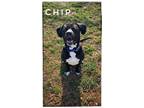 Adopt Chip a Labrador Retriever dog in Maryville, TN (39085132)
