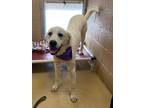 Adopt Ivory a Great Pyrenees dog in Maryville, TN (39098331)