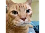 Adopt Pumpkin Pie a Orange or Red Domestic Shorthair / Domestic Shorthair /