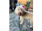 Adopt Briggs a Tan/Yellow/Fawn Australian Shepherd / Poodle (Standard) / Mixed