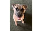 Adopt Walt "WALL-E" Dingus a Tan/Yellow/Fawn - with Black Mastiff / Labrador